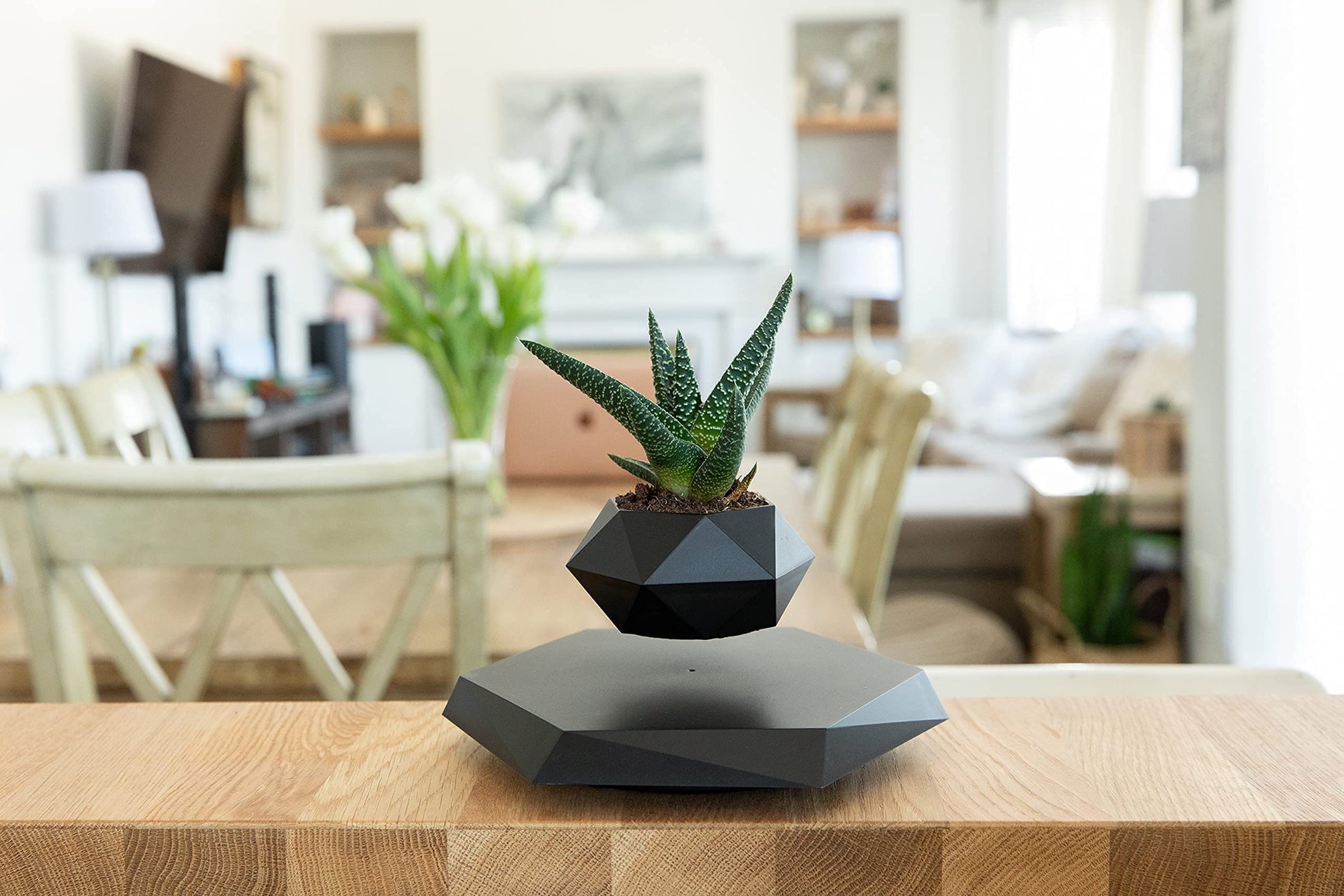 BandD Floating Plant Pot - Levitating Planter for Succulents, Air Bonsai & Plants. Magnetic Display for Home, Office & Desk Decor
